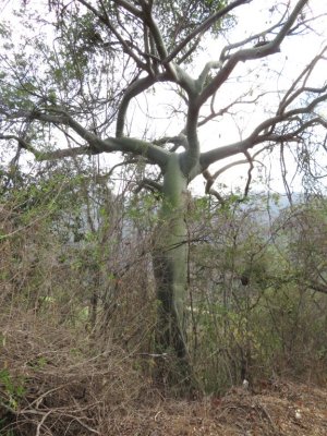 One of many characterful kapok trees