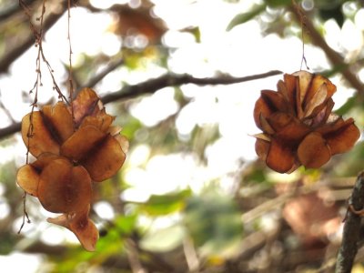 Empty seed pods of the kapok tree