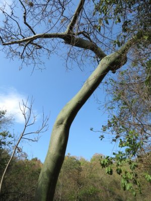 This kapok tree looks like a long arm bent at the elbow.