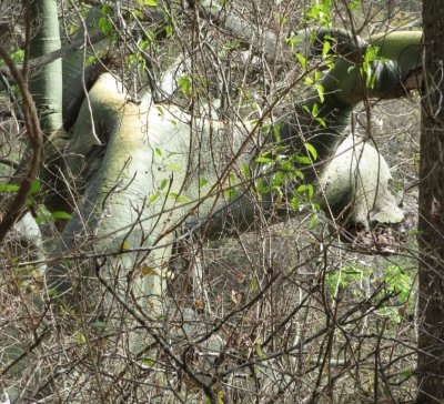 This kapok tree looks half elephant, half monster head