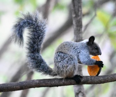 A Guayaquil Squirrel grabbed a piece of fruit for itself.