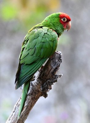 This Red-masked Parakeet was a rescue animal and stayed around the lodge.