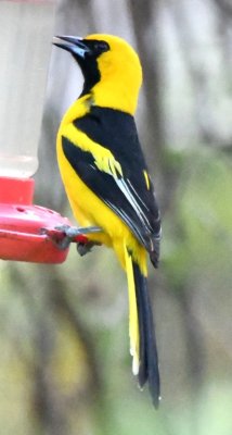 A Yellow-tailed Oriole perched on one of the hummingbird feeders.