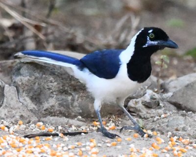 The iris of this White-tailed Jay was not as bright yellow as many we saw.