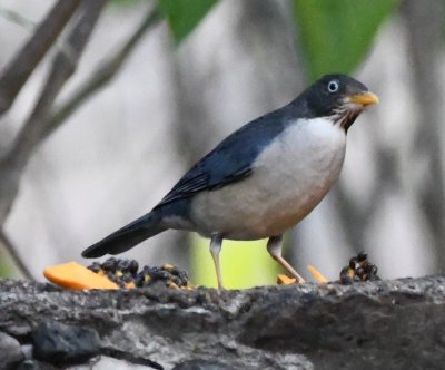 Plumbeous-backed Thrush
