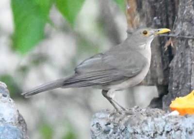 Ecuadorian Thrush