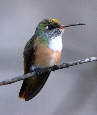 Amazilia Hummingbird with pollen on its head
