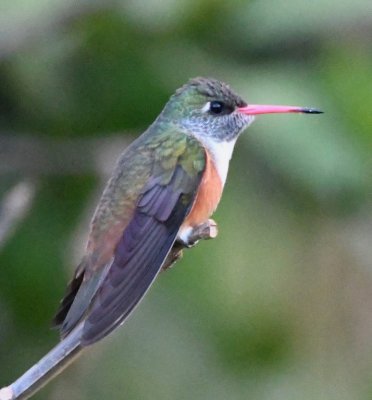 Red bill of the Amazilia Hummingbird