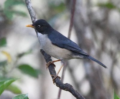 Plumbeous-backed Thrush
