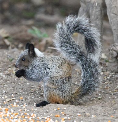 Guayaquil Squirrel