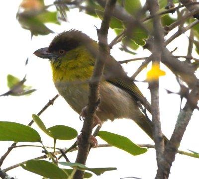 Rufous-browed Peppershrike