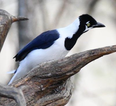 White-tailed Jay