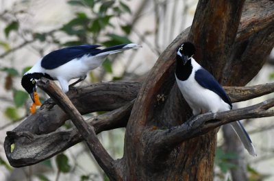 DSC_7635b.jpg