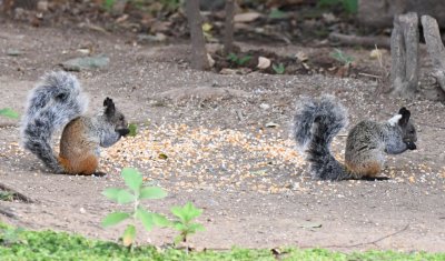 Two Guayaquil Squirrels