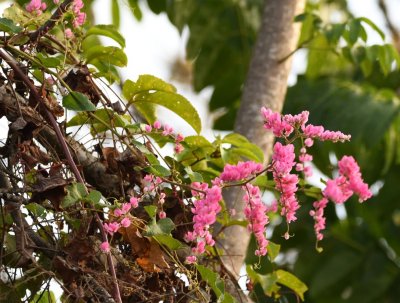 Pink flowers