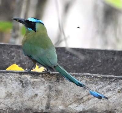 Whooping Motmot