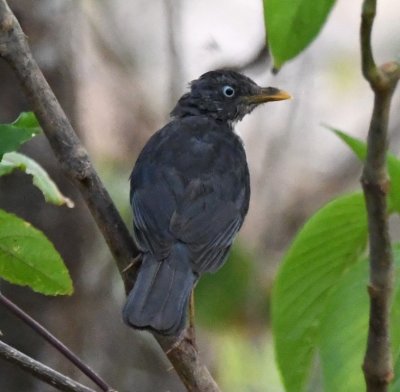Plumbeous-backed Thrush