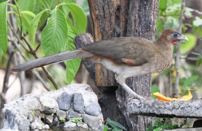 Rufous-headed Chachalaca