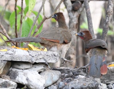 DSC_7680b.jpg