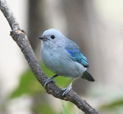 Blue-gray Tanager