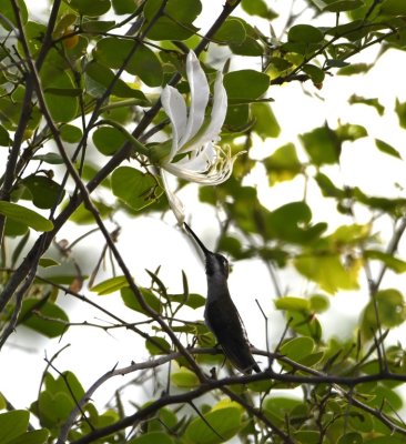 Don't know whether this Long-billed Starthroat had gotten tired or was just showing off his long bill by sitting on the branch below and reaching the flower.