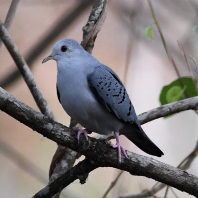 Male Blue Ground-Dove