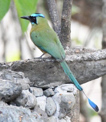Whooping Motmot