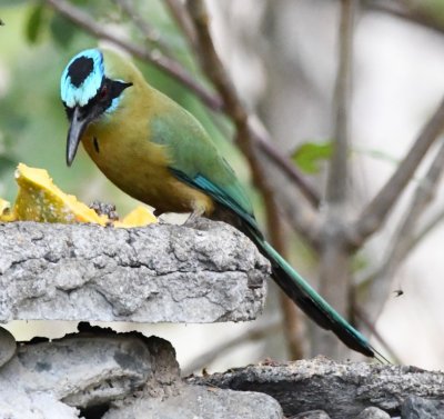 The turquoise crown of the Whooping Motmot