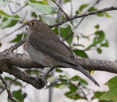 Ecuadorian Thrush