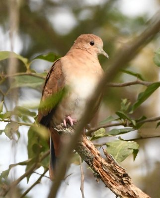 Female Blue Ground-Dove back in the trees