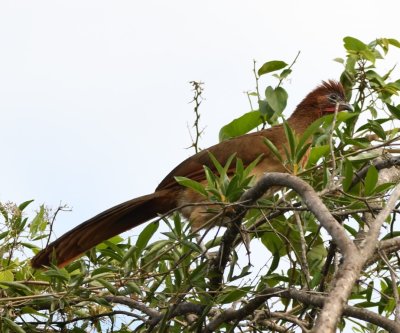 Rufous-headed Chachalaca in the top of a tree