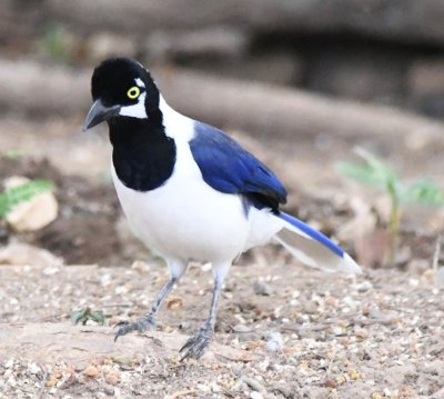White-tailed Jay