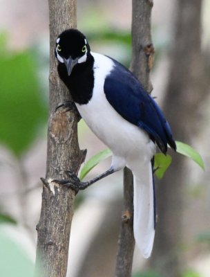 DSC_7801b.jpg