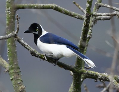 DSC_7806b.jpg