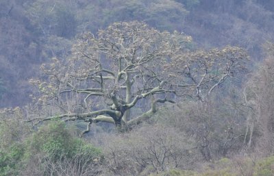 Kapok tree in the distance