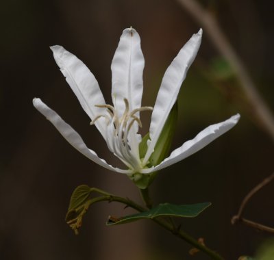 White flower