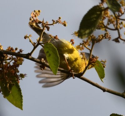 A flash of gold from the Grey-and-gold Warbler