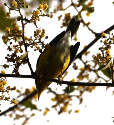 Grey-and-gold Warbler