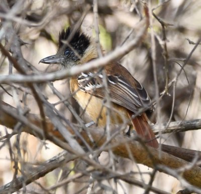 Female Collared Antshrike back in the bush