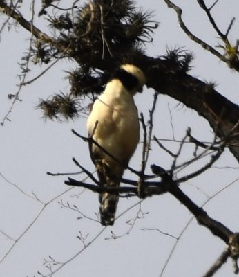 Laughing Falcon