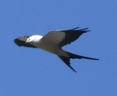 DSC_7871b.jpg