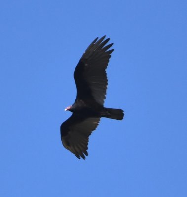 Turkey Vulture