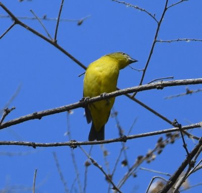 Female Thick-billed Euphonia?