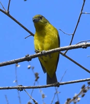 DSC_7883b.jpg