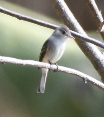 Tropical Pewee (Tumbes race)