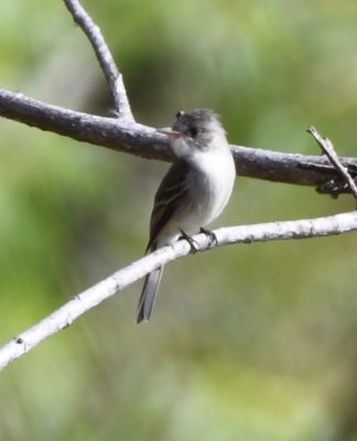 DSC_7915b.jpg