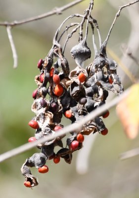 Red seeds