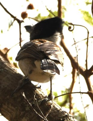 DSC_7934b.jpg
