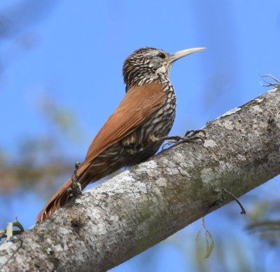 Streak-headed Woodcreeper