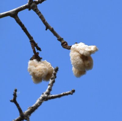 Kapok tree cotton balls--formerly used in flotation devices